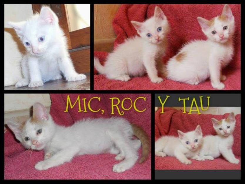 MIC,ROC y TAU peques blancos como copos de nieve en adopción