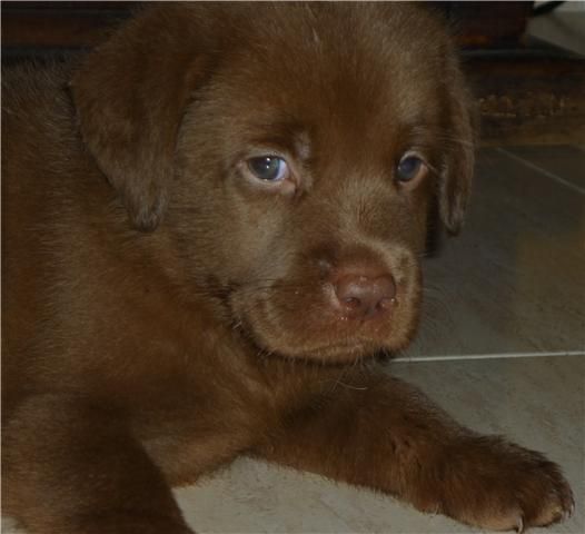 Ultimo cachorro labrador chocolate