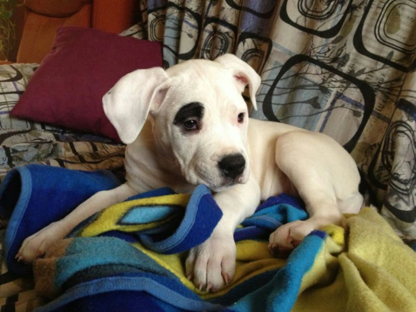 Vendo dogo argentino !!urgente!!