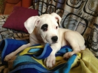 Vendo dogo argentino !!urgente!! - mejor precio | unprecio.es