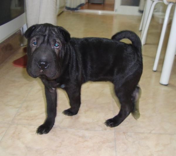 Vendo preciosa cachorrita de SHAR PEI