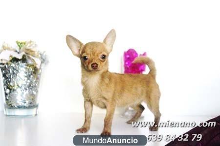 CHIHUAHUAS: CRIADERO CON GARANTÍA MIENANO.COM, perros, cachorros, toy, en venta