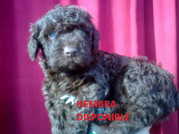 Ad-can, adiestramiento y cria perro de agua español, CAMADA DISPONIBLE