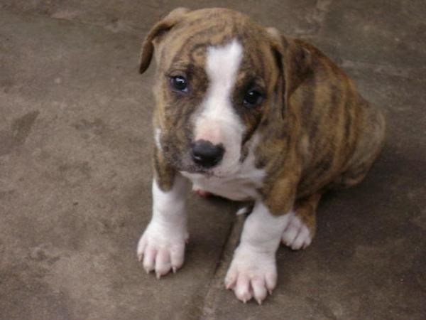 AMERICAN BULLY PITBULL CON PEDEGREE