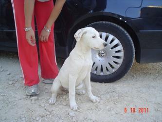 Bobi cachorrito abandonado hambriento y sediento