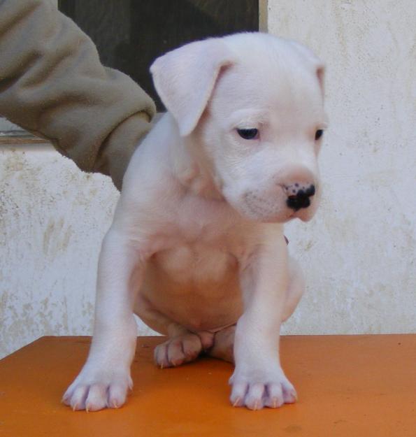 Cachorro de Dogo Argentino macho