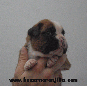 Cachorros boxer hijos del multi. Campeón Mirco de Rincomar