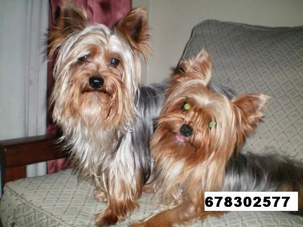 CAMADA YORKSHIRE TERRIER MINIS 350E TRANSPORTES INCLUIDOS