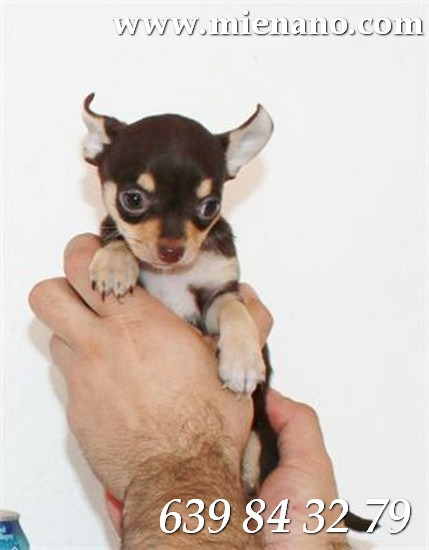 Chihuahuas toy, Un lujo a tu alcance