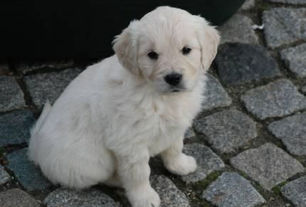 Golden Retriever. Cachorros con pedigri