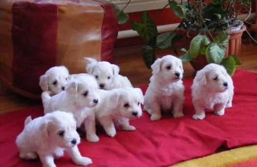 HOY GRAN OFERTA! CACHORROS DE BICHON MALTES DE PURA RAZA