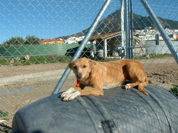 LEIRE. Nuestro tesoro en adopción. GPAR