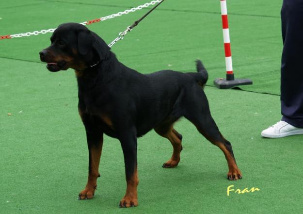 ROTTWEILER DE ROTACAN