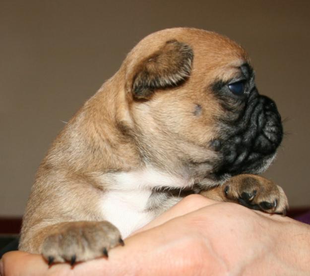 Se venden bulldog frances