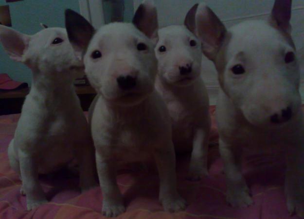 se venden cachorrillos de bul terrier