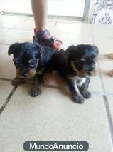 Se venden yorkshire terrier