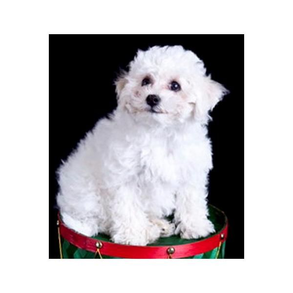 Unicos Navidad cachorros Bichon Frise gratis