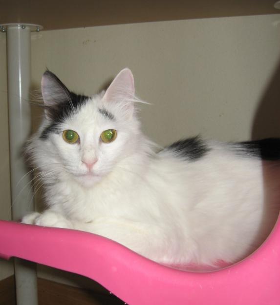 GATITA con pedigrí  ANGORA TURCO******Adopción