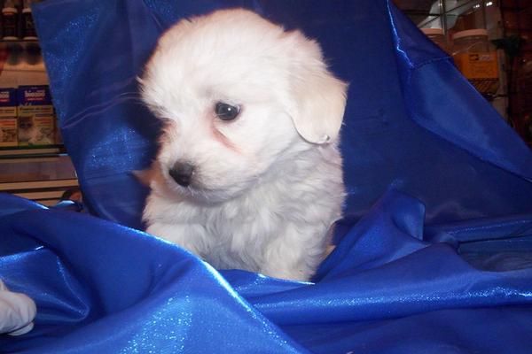 BICHON MALTES, perros, cachorros, criadero, venta.   Preciosa camada, se entrega a partir de los 2 meses. Somos un criad