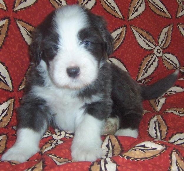 Cachorros de Bearded Collie