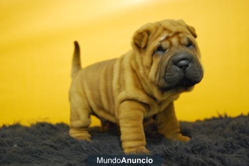 magnificos cachorros de Shar pei con magnifica arruga y pedigree