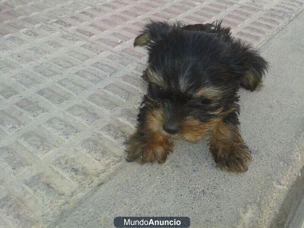 VENDO YORKSHIRE TERRIER TOYS