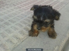 VENDO YORKSHIRE TERRIER TOYS - mejor precio | unprecio.es