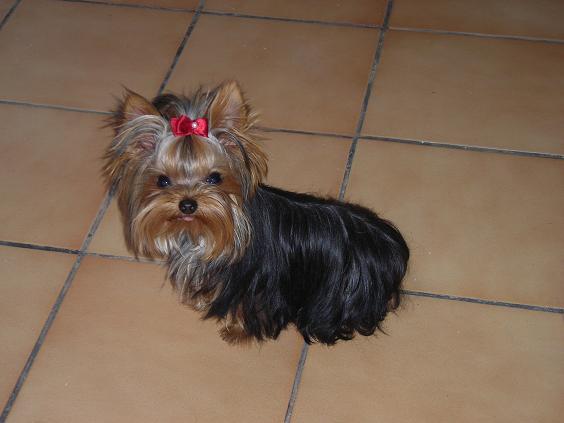 yorkshire terrier