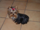 yorkshire terrier - mejor precio | unprecio.es