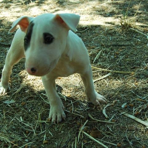 Bullterrier un macho & dos hembras disponibles