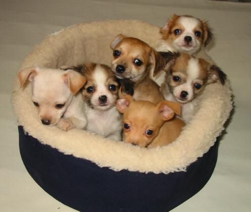 cachorros Chihuahua