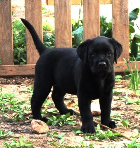 Cachorros de Labrador Retriever