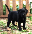 Cachorros de Labrador Retriever - mejor precio | unprecio.es