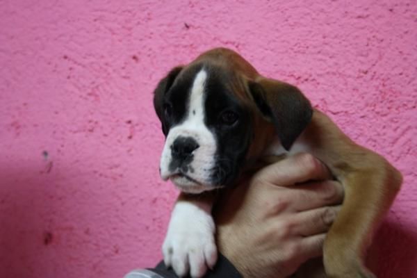 URGE VENTA BOXER IMPRESIONANTE PEDIGREE