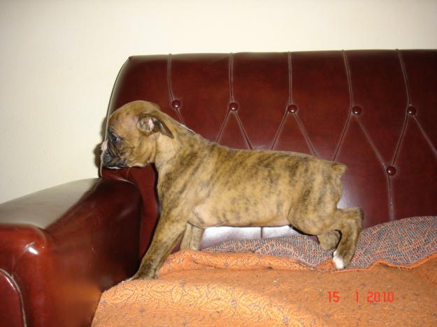 VENDO CACHORROS BOXER