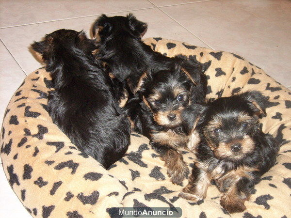 yorkshire terrier