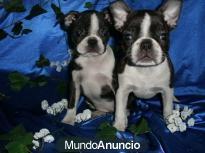 Bulldog frances, estupenda camada