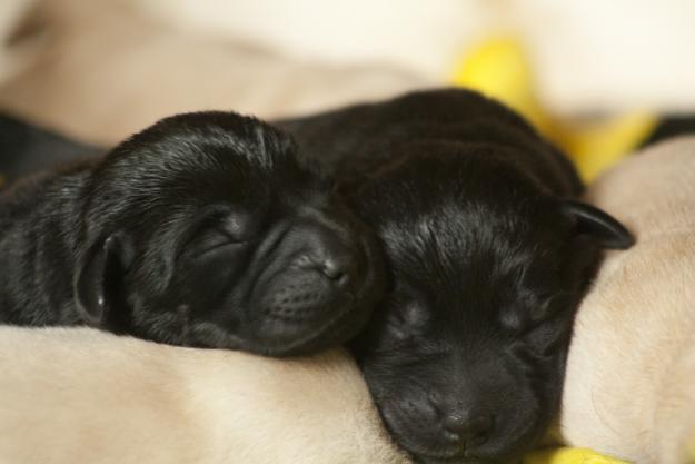 cachorros labrador