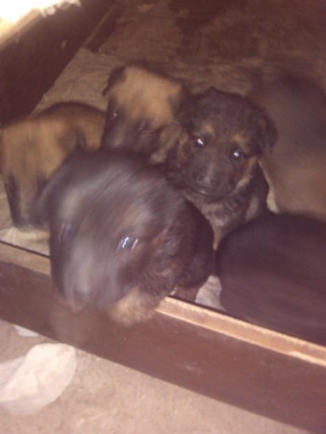 Cachorros pastor aleman y shar pei