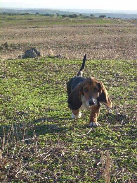 camada de basset hound