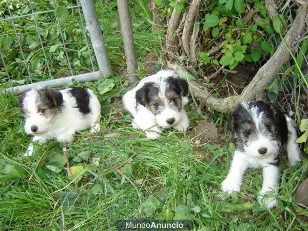 FOX TERRIER 250 EUROS