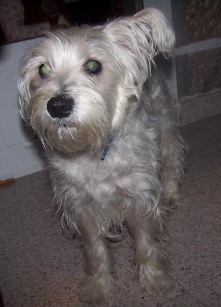 Perro schnauzer enano blanco