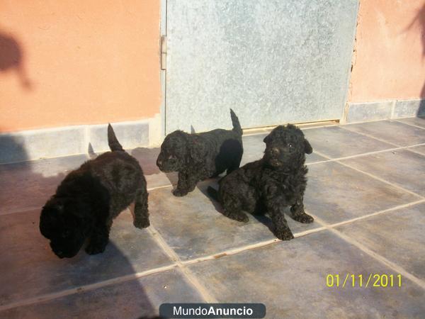 Se vende cachorros de PULI (pastor hungaro)