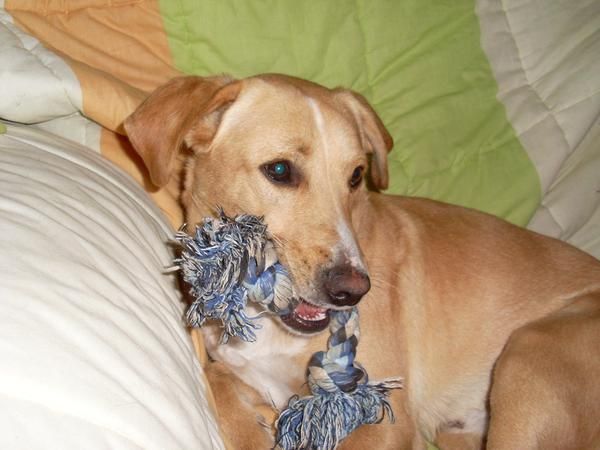 Ayuda! Cruce de labrador de 6 meses