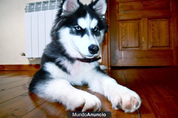 busco hembra husky para monta - Madrid