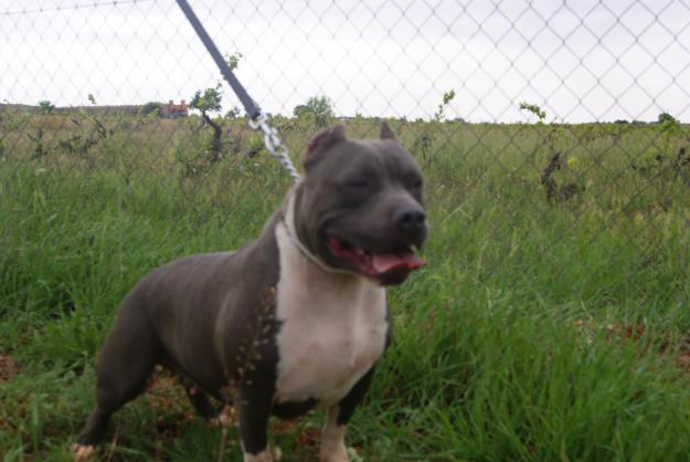 cachorros american bully blue