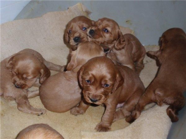 CACHORROS COCKER INGLES CON PEDIGRE 250 EUROS