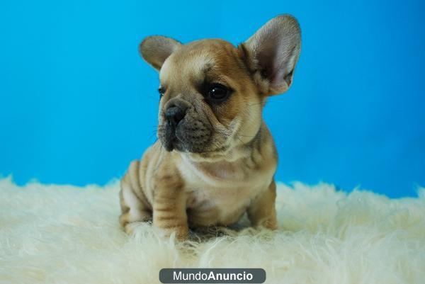 Cachorros de Bulldog frances, excelentes perritos