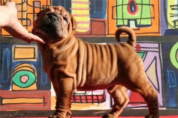 Cachorros disponibles shar-pei