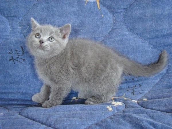 Disponibles British shorthair desde 500  con pedigree